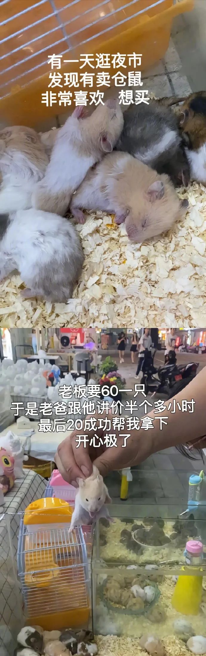 当你买了一只仓鼠，你的爸爸是这样式的！！！
